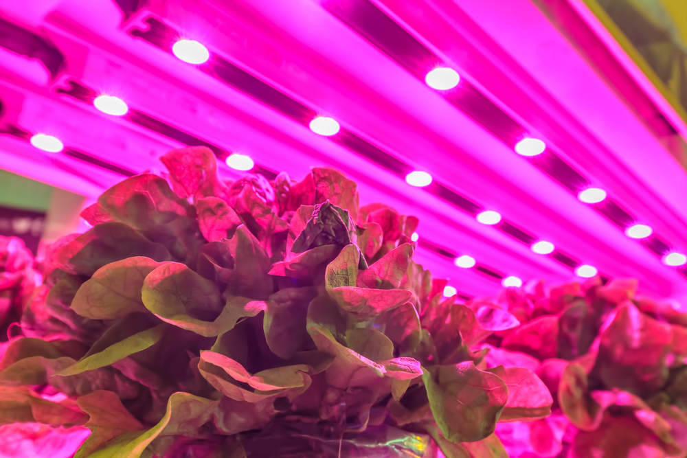 Vertical Farming