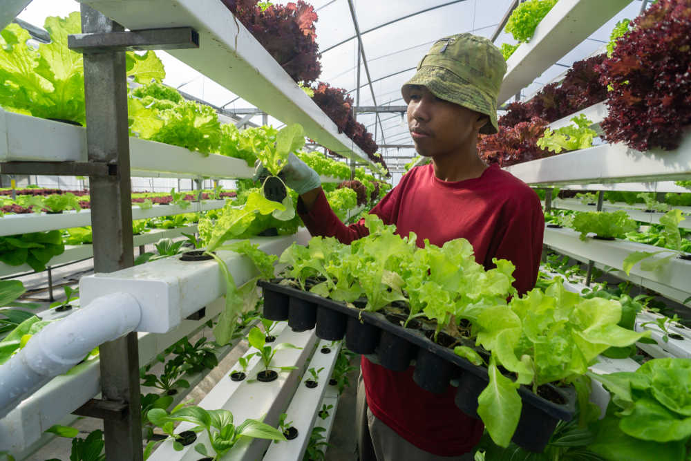 Young farmer planting vegetable using vertical farming