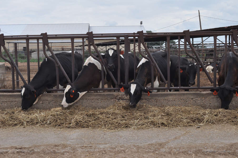 Concentrated Animal Feeding Operations